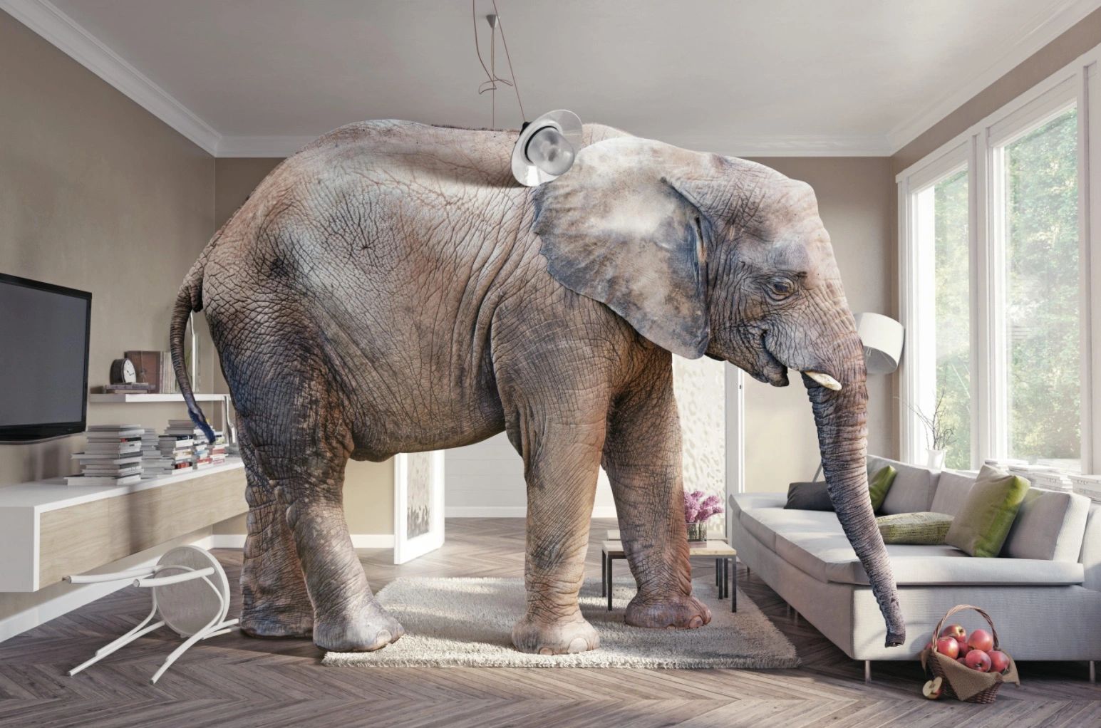 Image showcasing Let's Talk About that Elephant...